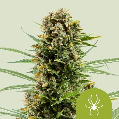 Royal Queen Seeds White Widowmatic semienka neobsahujú THC 3 ks