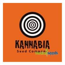 Kannabia Seeds Gorilla King Auto semena neobsahují THC 1 ks