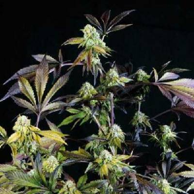 Pyramid Seeds Sunset Sherbet semena neobsahují THC 5 ks