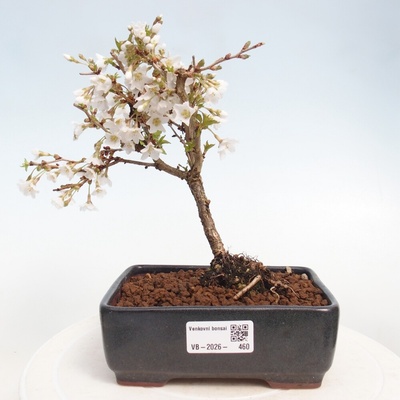 e-bonsai Venkovní bonsai - Prunus incisa Kojou-no mai-Slivoň vyříznutá