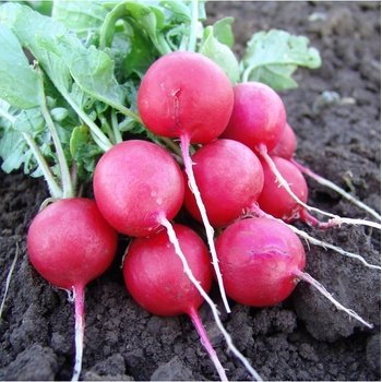 Reďkovka Faraon - Raphanus sativus - semená reďkovky - 300 ks
