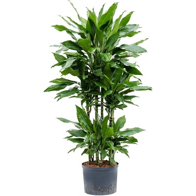 Dracaena fragrans Janet Lind Carousel 25/19 výška 110 cm