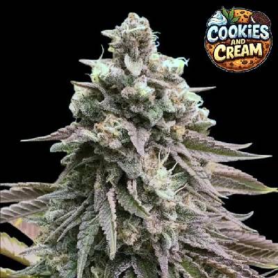 Ganja Farmer Cookies and Cream semienka neobsahujú THC 3 ks