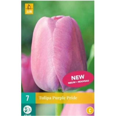 Maják Tulipán Purple Pride "C" 7 ks