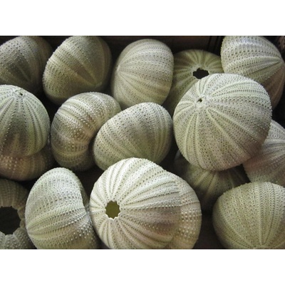 Dijk Natural Collection Alfonso urchin zelený naháč 17 ks