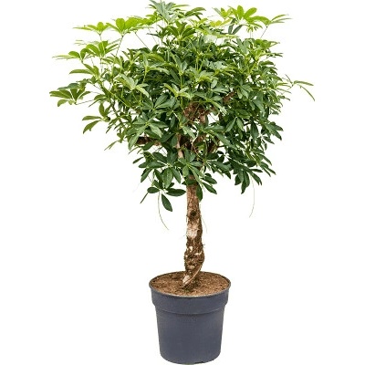 Schefflera arboricola "Compacta" Stem 30x125 cm