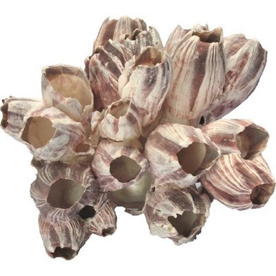 Macenauer Mušle Barnacle 10-15 cm