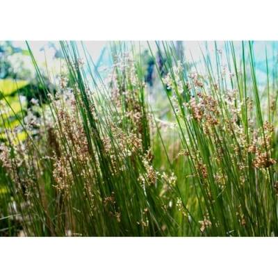 Sitina rozložitá (Juncus effusus) - výška 15-30 cm, kont. P9