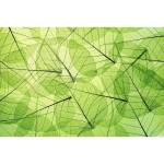 DIMEX ART Флизелинов фототапет листни жилки 375 x 250 см