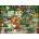 Pieces & Peace - Puzzle A Gardener's Library - 1 500 piese