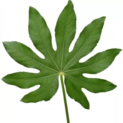 ARALIA 40cm