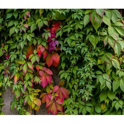 GREENBOSS FLOWER Loubinec pětilistý 2l