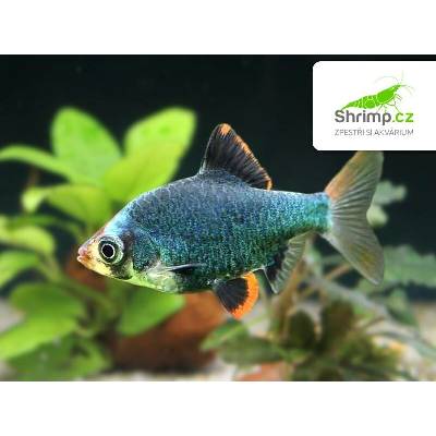 Parmička mechová 10 ks - Puntius tetrazona green