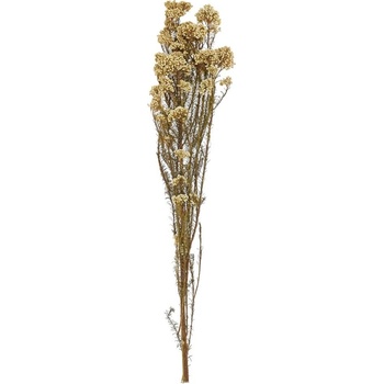 OZOTHAMNUS SUŠINA KRÉMOVÁ