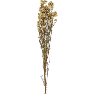 OZOTHAMNUS SUŠINA KRÉMOVÁ