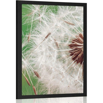 Plakát detail pampelišky - 40x60 black