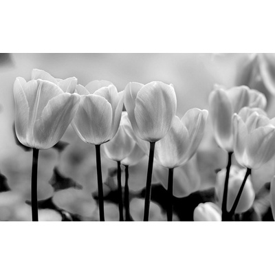 Postershop Fototapeta vliesováBílé a Černé Tulipány rozměry 184x254 cm