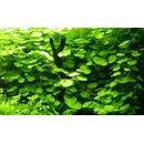 Hydrocotyle leucocephala