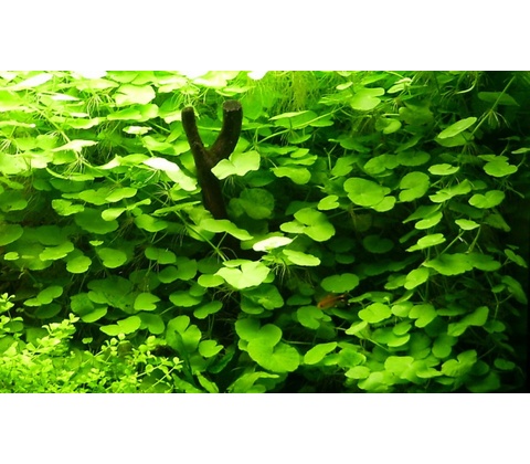 Hydrocotyle leucocephala