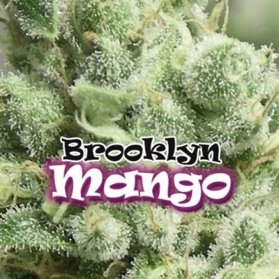 Dr. Underground Brooklyn Mango semena neobsahují THC 4 ks