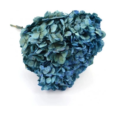 Hortenzie standard (Hortensias)