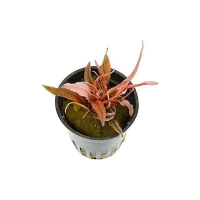 Cryptocoryne spec. Flamingo