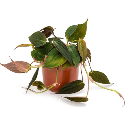 Philodendron scandens subsp.micans 12x20 cm