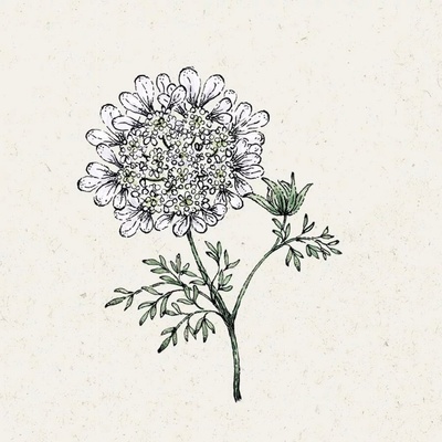 Jora Dahl Lúčovka veľkokvetá "White Lace" Orlaya Grandiflora 1 bal.