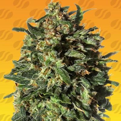 Original Sensible Seeds Peanut Butter Fast semienka neobsahujú THC 10 ks
