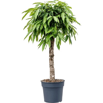 Ficus amstel king stem 34x140 cm