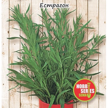 Естрагон Artemisia dracunculus