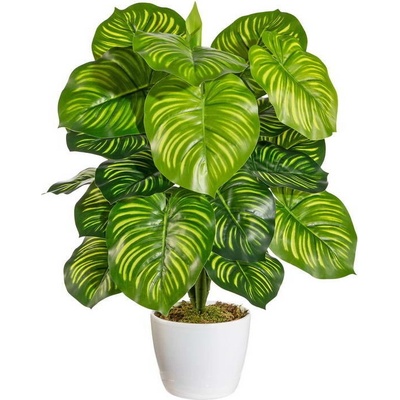 Maranta 22 stoniek, 50cm