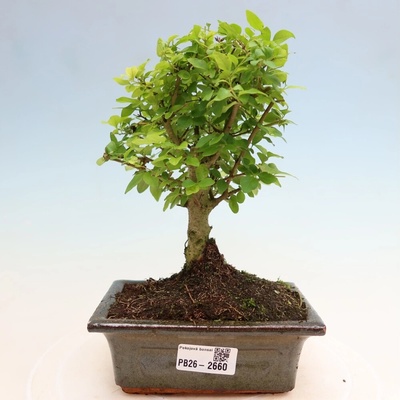 e-bonsai Pokojová bonsai -Ligustrum chinensis - Ptačí zob