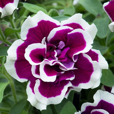 Petunia SweetSunshine MAGENTA PICOTEE - petúnie