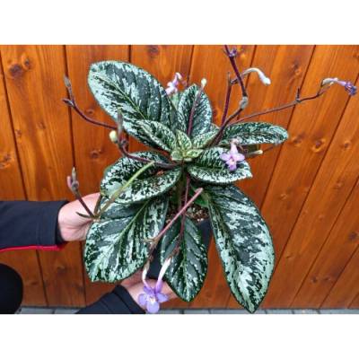 Streptokarp (Streptocarpus) 'MOHLERIA' - výška 20-30 cm, ⌀ 20 cm, kont. C2L