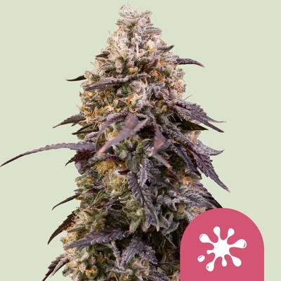 Royal Queen Seeds Sticky Queen semienka neobsahujú THC 1 ks