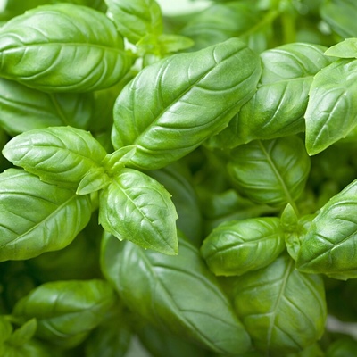 BAZALKA Genovese ZELENÁ semená bazalky VEĽA SEMIEN 1 g