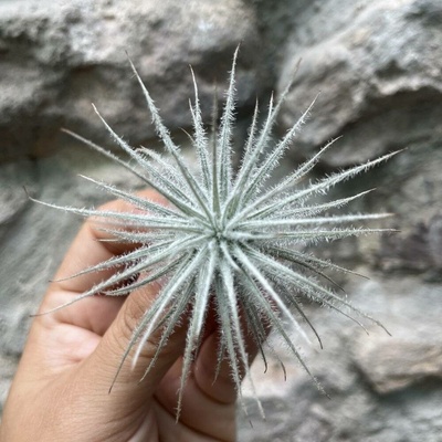 Tillandsia tectorum Extra velká