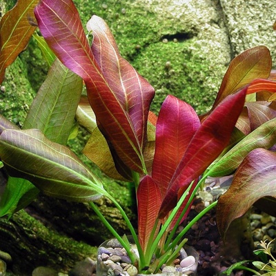 Echinodorus barthii