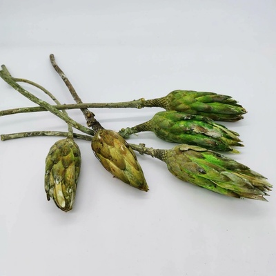 Protea repens - zelená světlá - SU1154