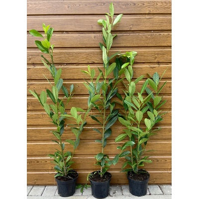 Vavrínovec lekársky (Prunus laurocerasus ´Elly´) veľkosť 90-130cm