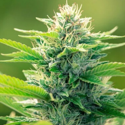 PowerStrains CBD Oil Maker semienka neobsahujú THC 1 ks