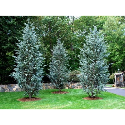 Céder atlantský Glauca rozvetvený, výška 160-200 cm, kvetináč 25 l