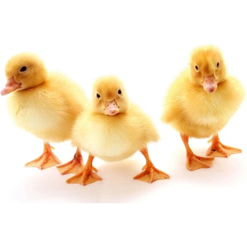 DIMEX ART s. r. o Флизелинов фототапет три патета 375 x 250 см