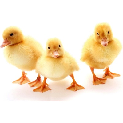 DIMEX ART Флизелинов фототапет три патета 375 x 250 см