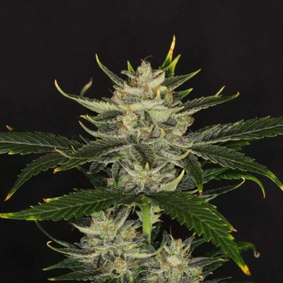 Kannabia Seeds Gorilla King AUTO semena neobsahují THC 25 ks