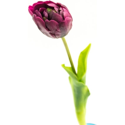 Tulipán - Double tulip aubergine 44cm