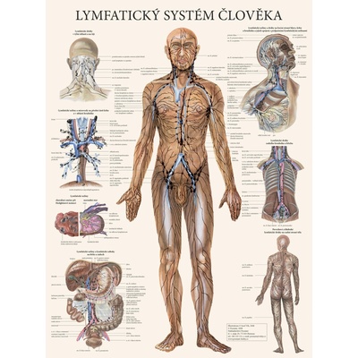 Nakladatelství Poznání Lymfatický systém človeka - plagát