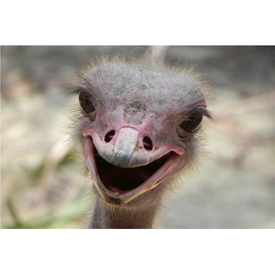 DIMEX ART Флизелинов фототапет щраус 375 x 250 см