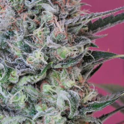 Mandala Seeds Krystalica regular semena neobsahují THC 5 ks